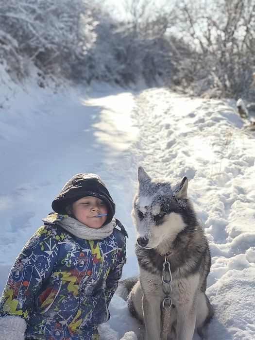 Хаска кобель очень послушный