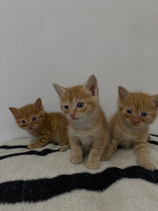 Отдам в добрые руки бесплатно