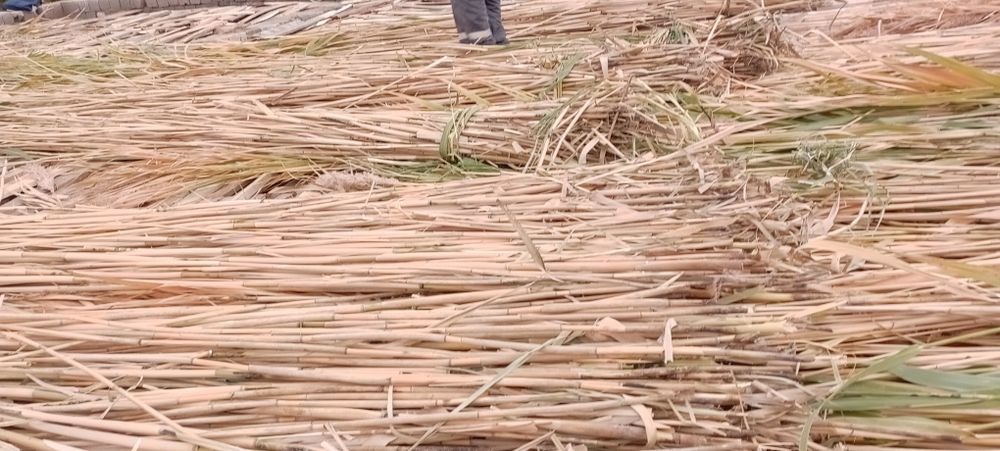 Ломбоз учун  камиш лобозга ишлатгани 1.5 кв 5 см 10 см калинликда йопа