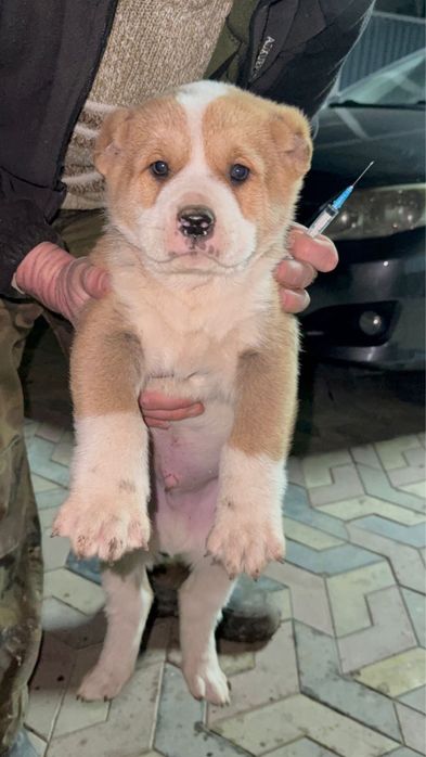 Алабай тобет срочно сатылады