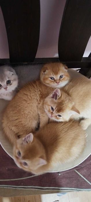 Златни чинчили шотландски котенца