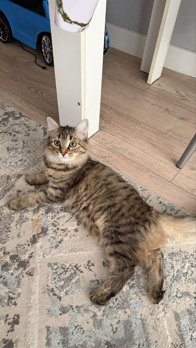 Отдам в хорошие руки кошку