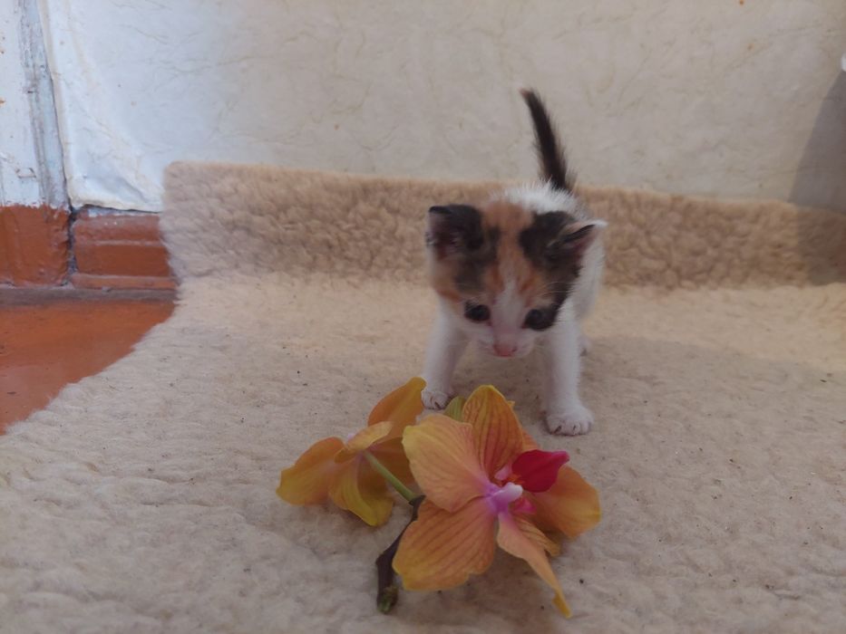 Отдам в добрые руки котёнка.