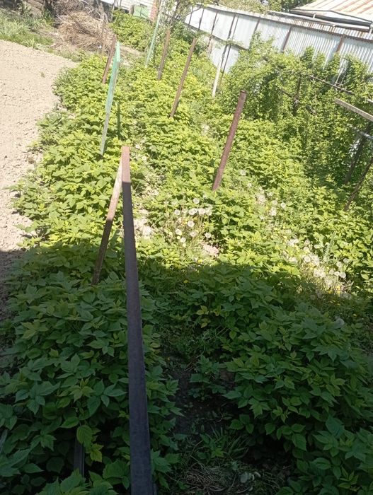 Саженцы Малины сорта "ПОЛЬКА"