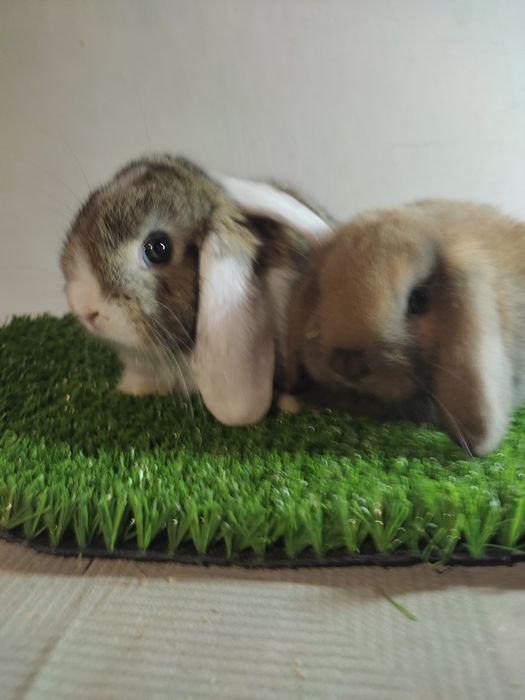 Fransuzkiy Baran bolalari 1oylik