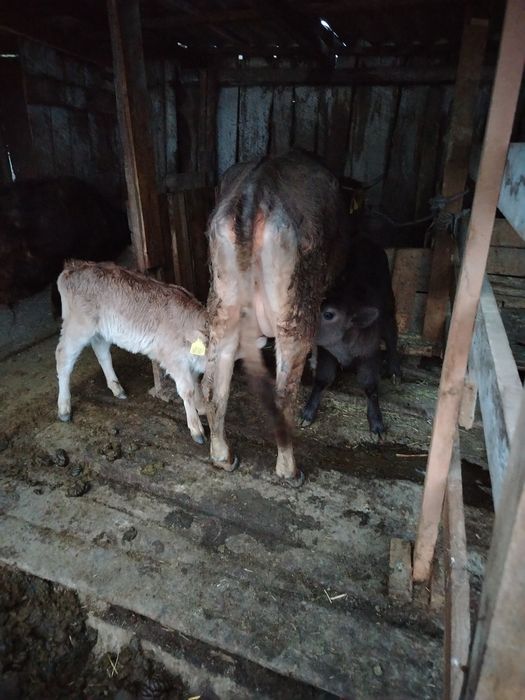 Продам корову с телятами