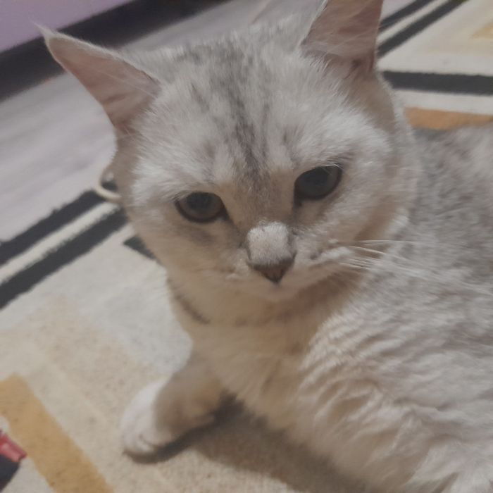 Кот отдаем в добрые руки