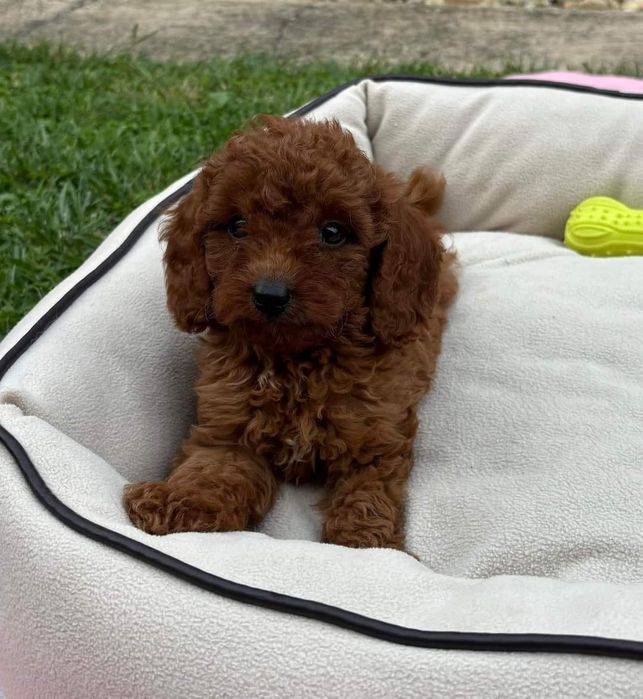 Pudel red /roscat deosebit disponibil