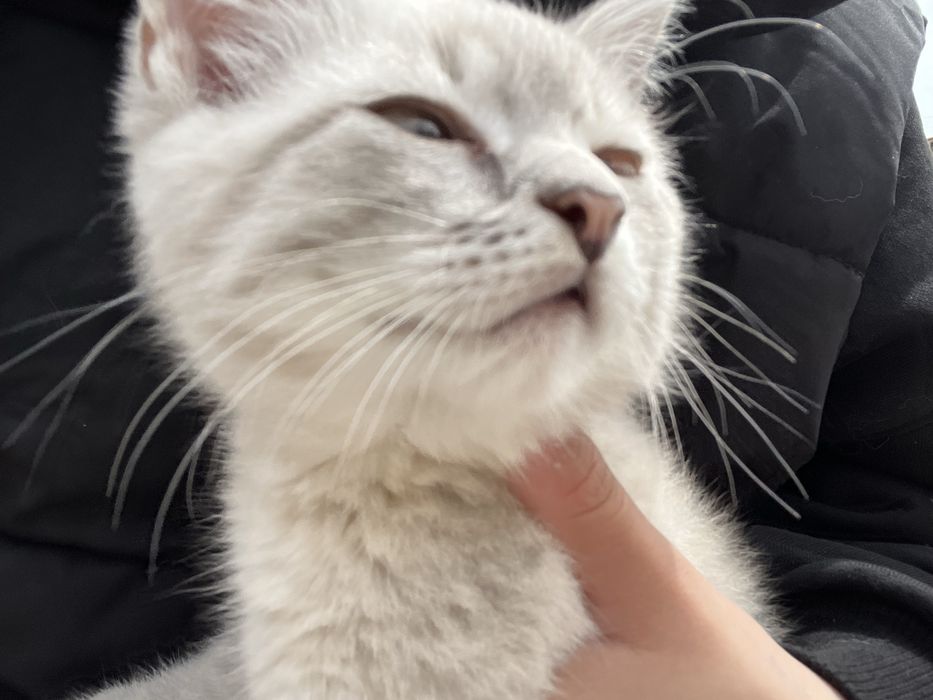 котёнок город жанаозен