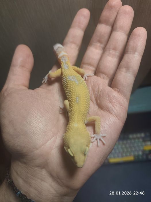 Эублефар +террариум