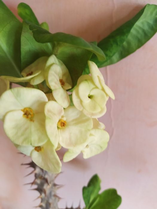 Молочай пятнистый или бежевый