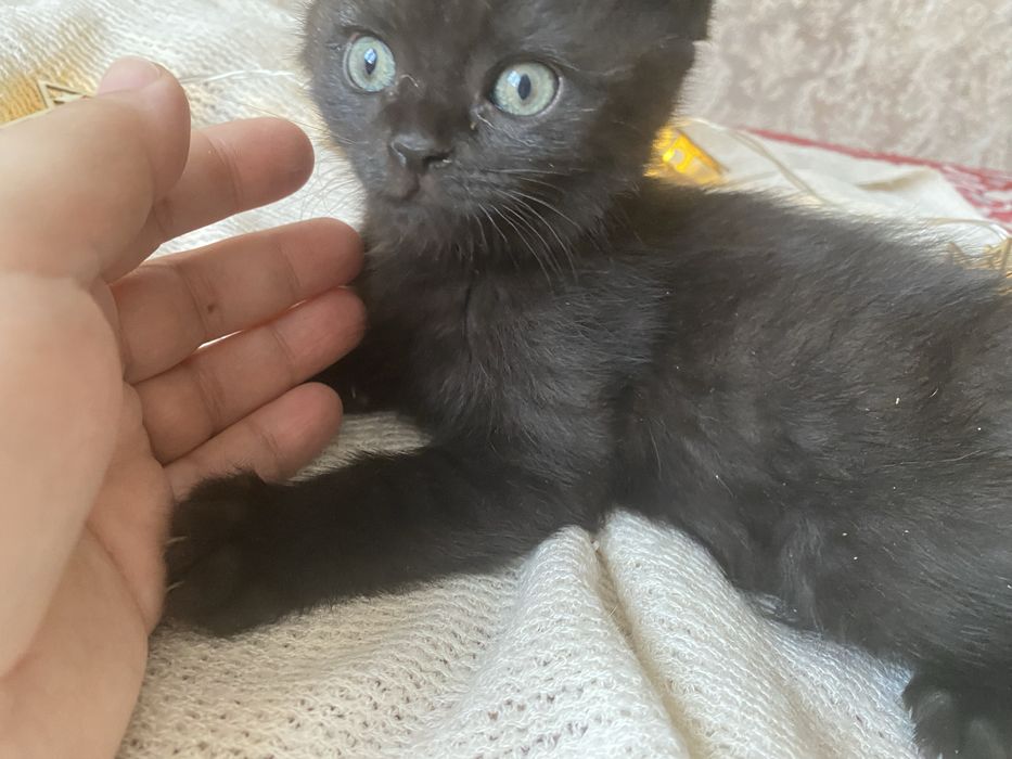 Котенок британец мальчик