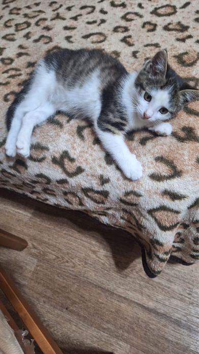 Отдам даром котят