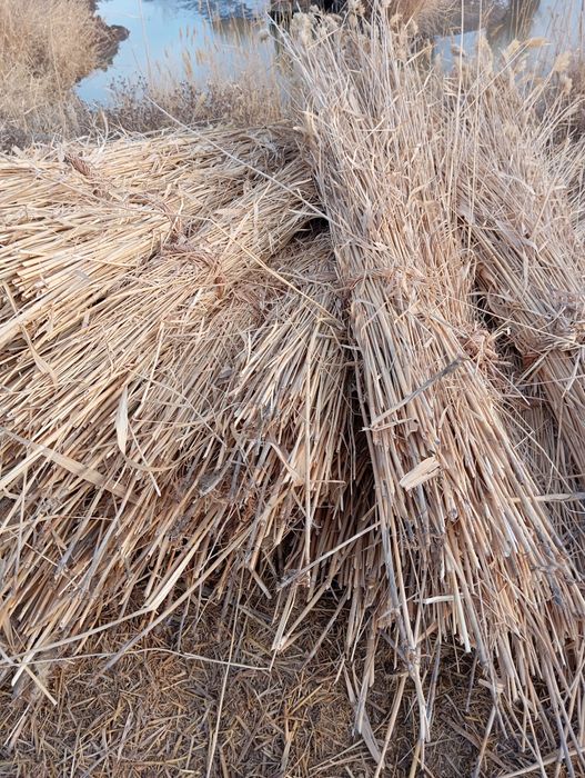 Камиш култаси 3000 сумдан