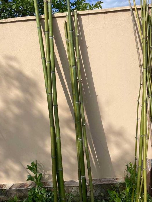 Araci/pari de bambus
