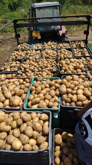 Cartofi albi direct din ferma