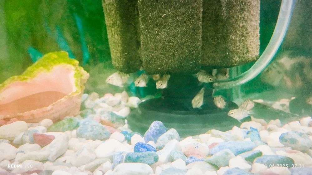 Продам папугай сапфировое подростки