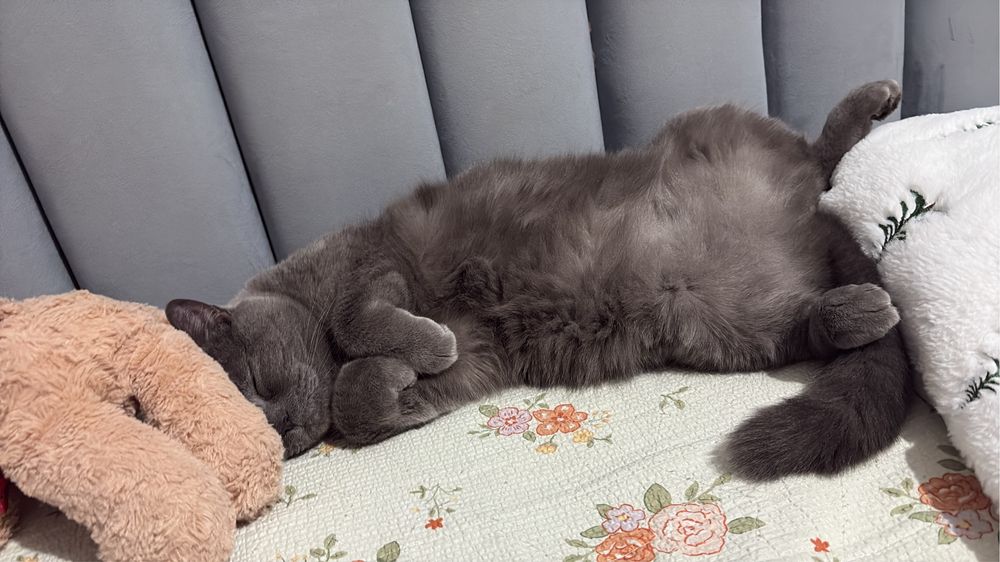 Отдам в добрые руки бритнаскую кошечку.