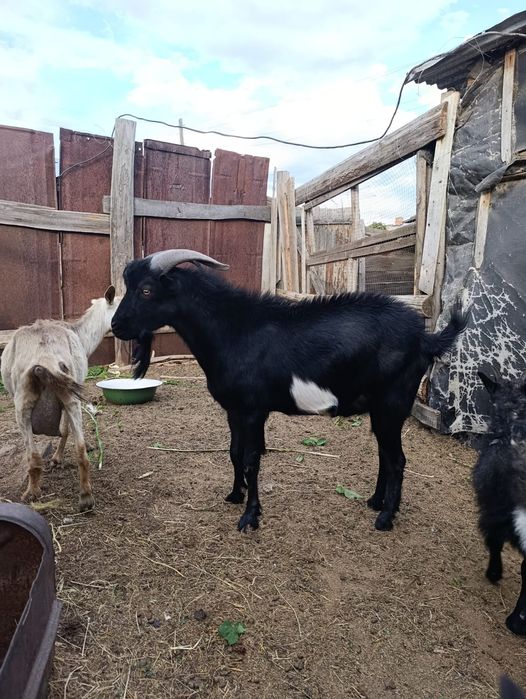 Продам козла и двух коз