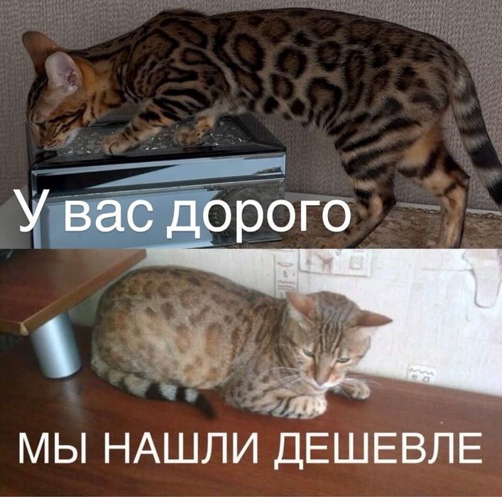 Бенгальские элитные котятки