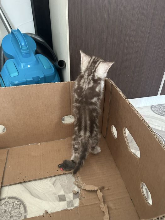 Продам котенка мальчика