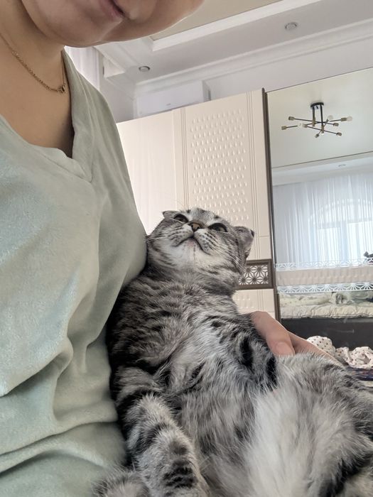 кошку в добрые руки