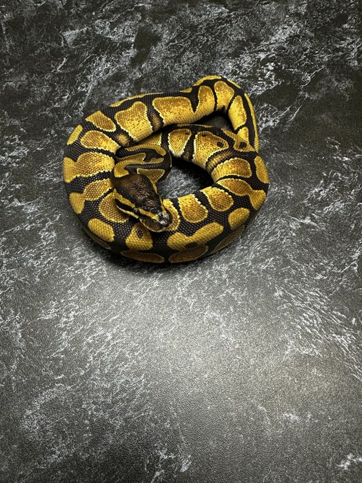 Королевский питон