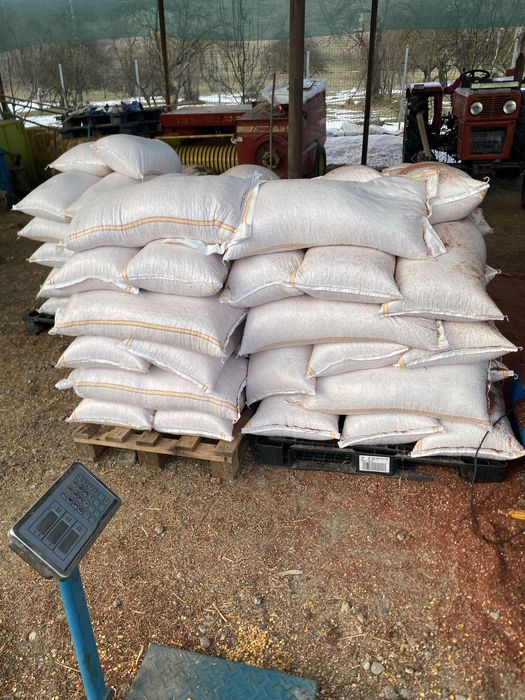 Vand Porumb boabe uscat