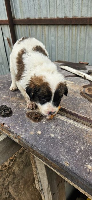 Тазы ит күшіктер і сатылады