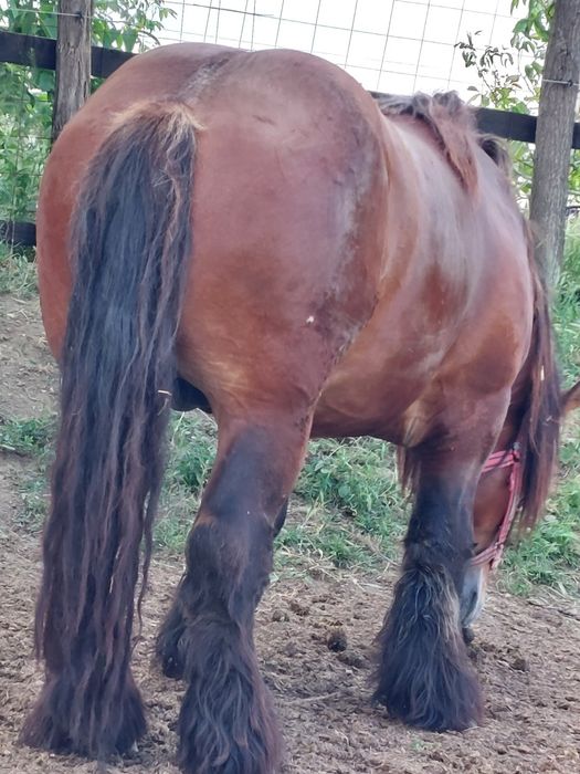 Armasar de monta.deosebit de frumos. Cu produsi pe masura lui!!