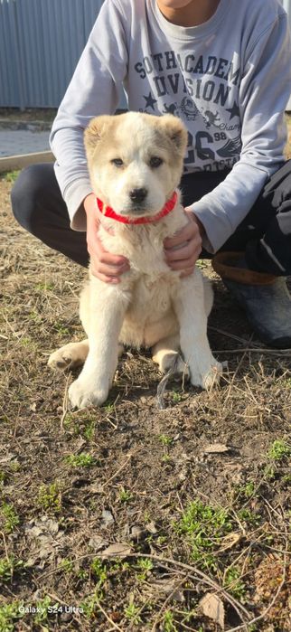 Алабай щенки сао продам срочно