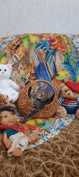Отдаём в добрые руки домашних котят. Мальчики и девочка.