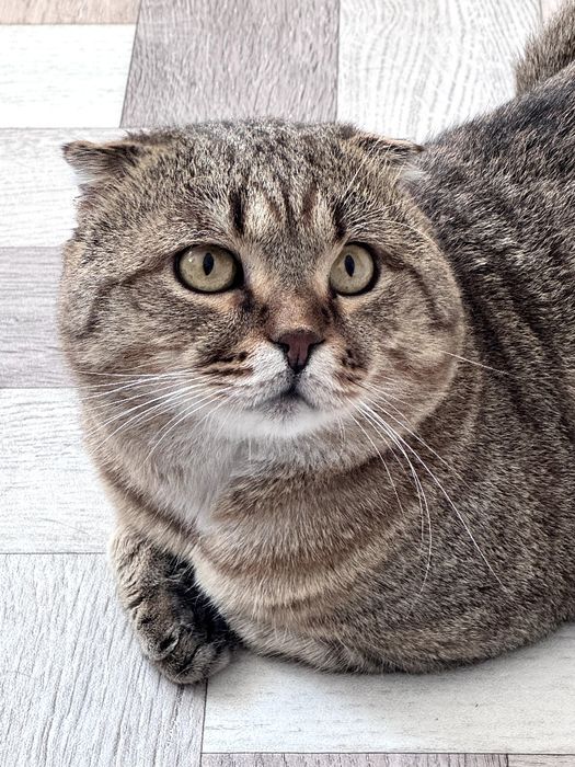 Вислоухий шотландец,мальчик
