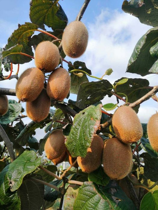 Разсад киви хеуард , тамури, еднополово К1, жълто и алисон