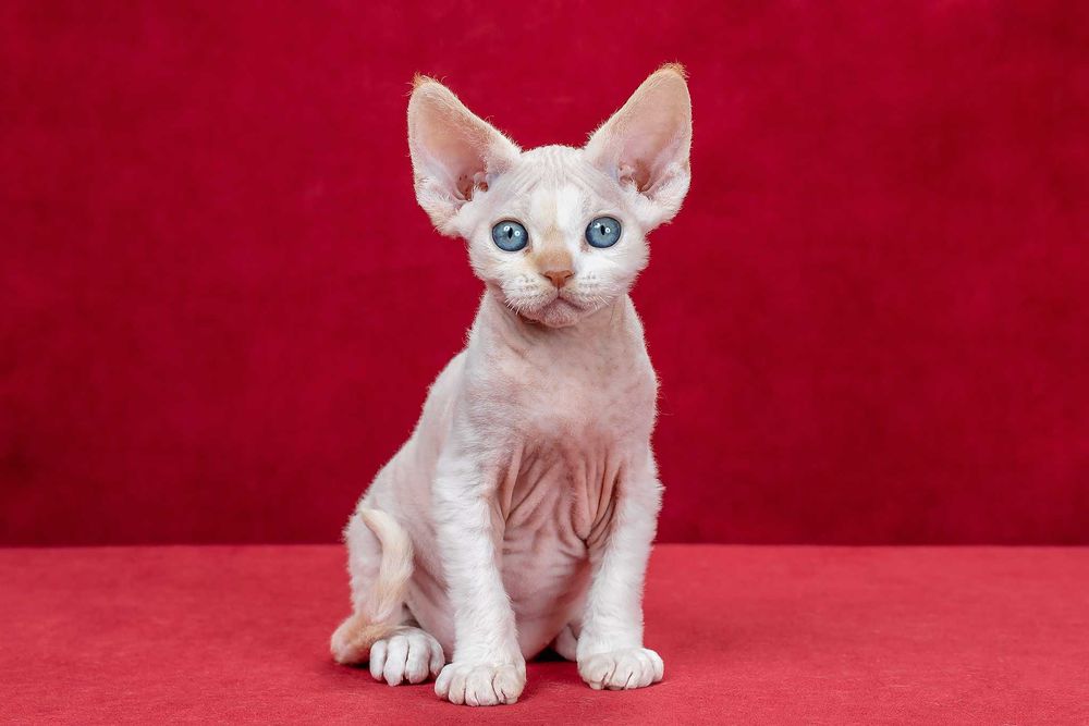 Котята девон рекс