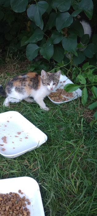 Котенца на два месеца за осиновяване