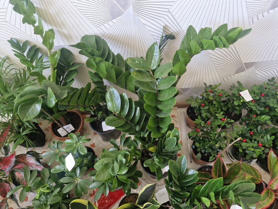 Уй гұлдері арзан