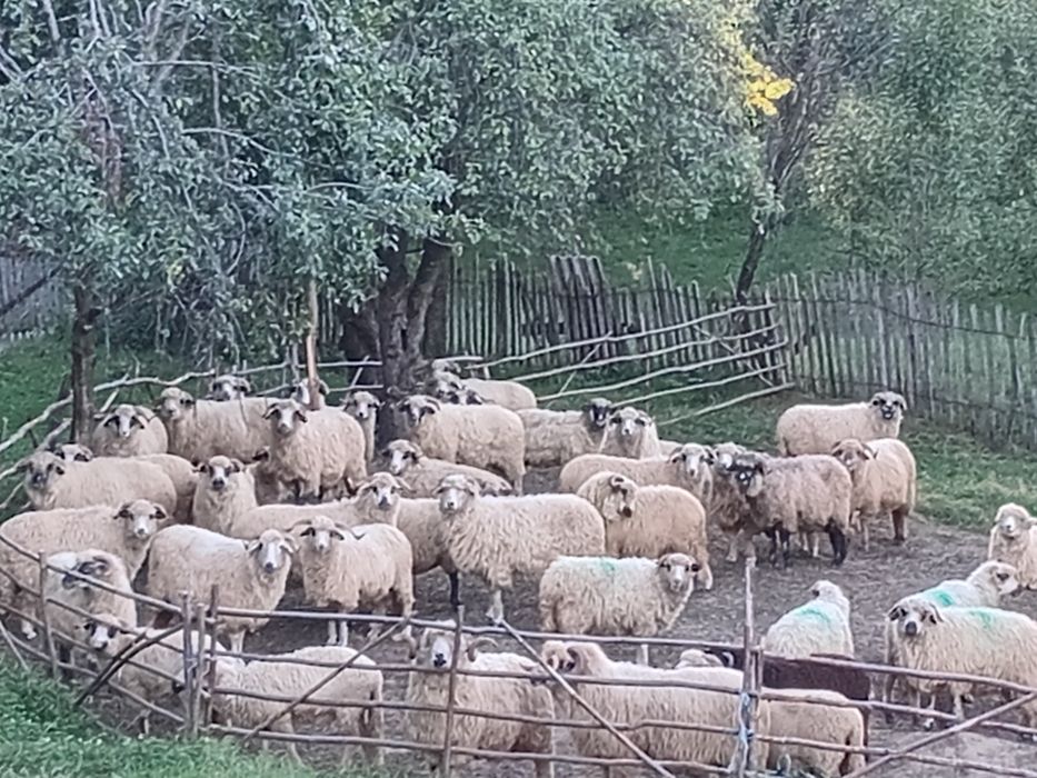 De vânzare oi tinere