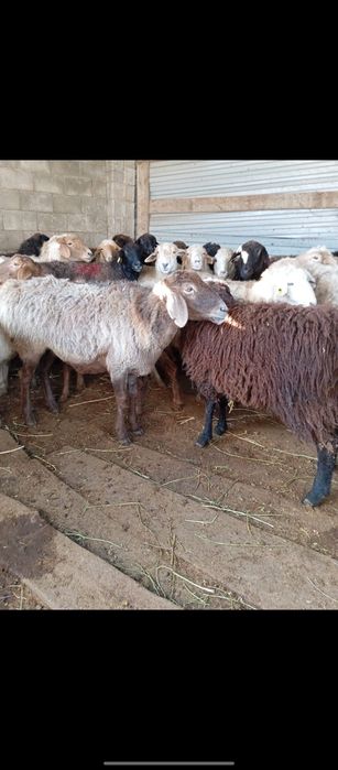 Семз койлар сатылады