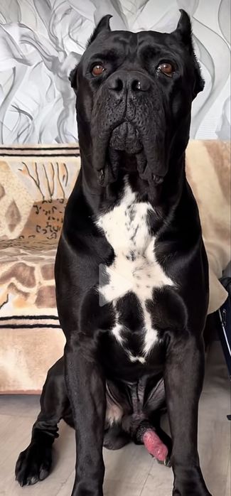 Щенки кане корсо