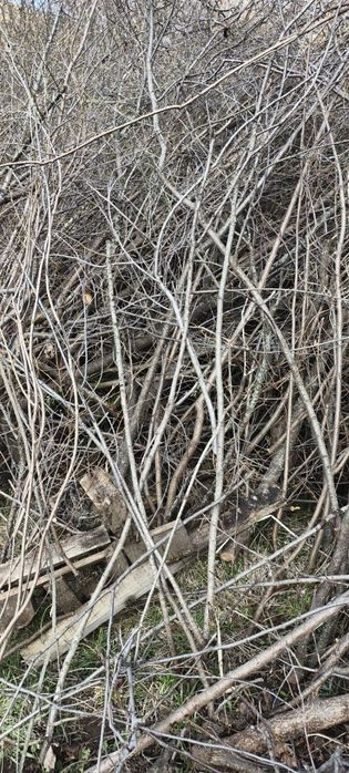 Дрова ветки бесплатно