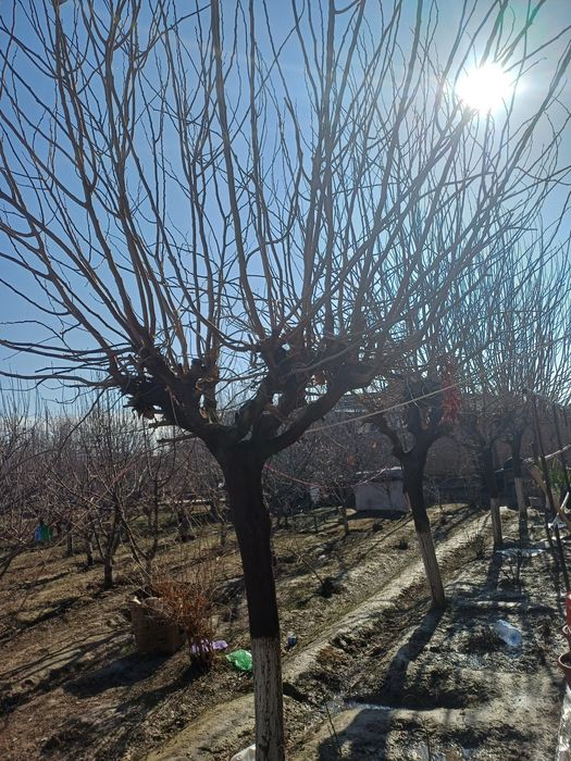 Yapon tut shappalari sotiladi