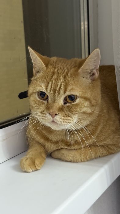 Рыжий кот Челси ищет дом