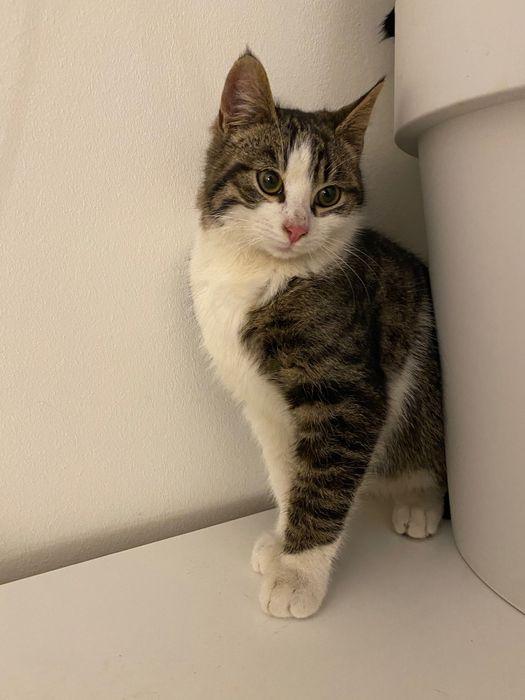 Котенце момче 5 мес