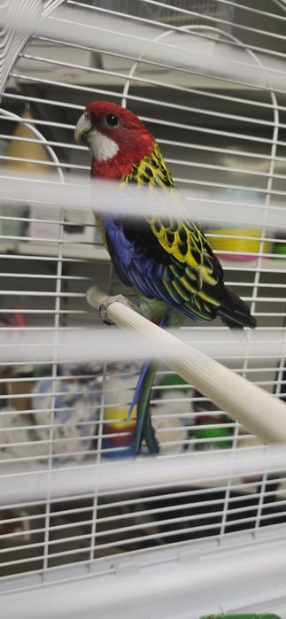 Попугай розелла красная