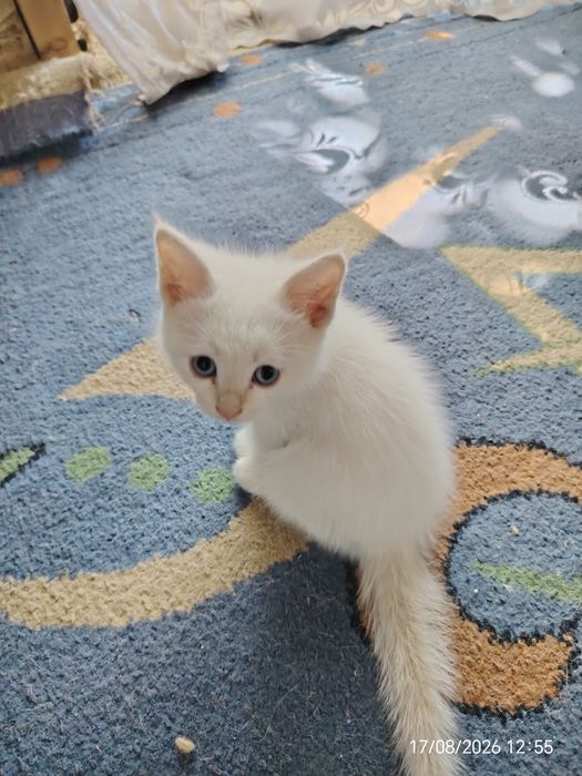 Отдам Котят даром!!!