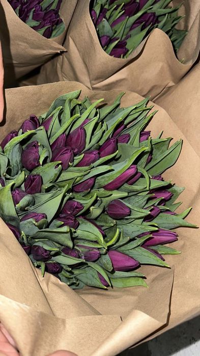 Тюльпан на 8 марта