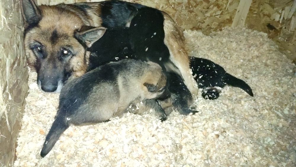 Продам щенков немецкой овчарки!
