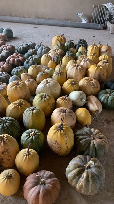 Продам помидор, перец, тыкву