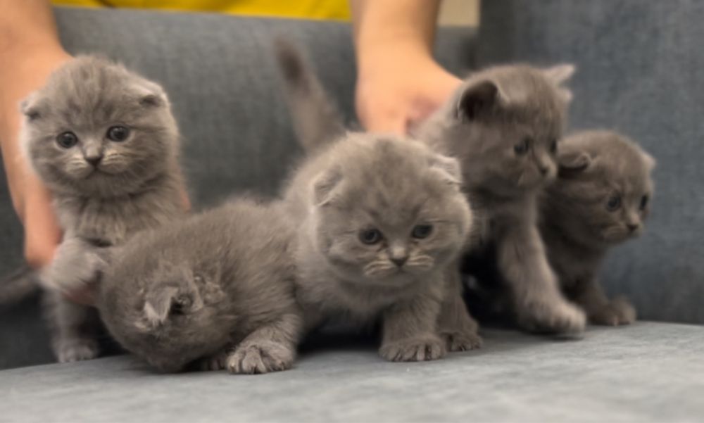 Скотиш фолд и страйт